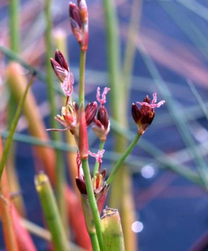 Fotografia de capa Juncus heterophyllus - do Jardim Botânico