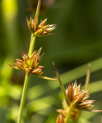 Fotografia de capa Juncus capitatus - do Jardim Botânico