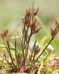 Fotografia da espécie Juncus pygmaeus