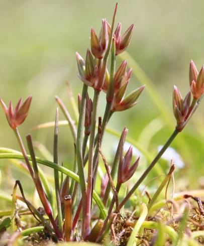 Fotografia de capa Juncus pygmaeus - do Jardim Botânico