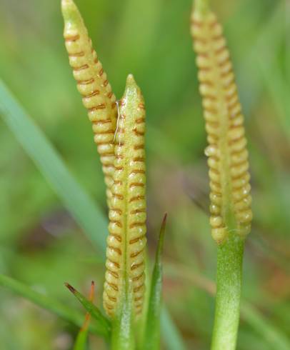 Fotografia de capa Ophioglossum azoricum - do Jardim Botânico