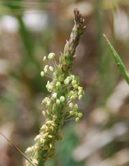 Plantago serraria