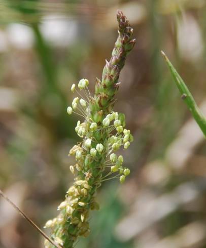 Fotografia de capa Plantago serraria - do Jardim Botânico