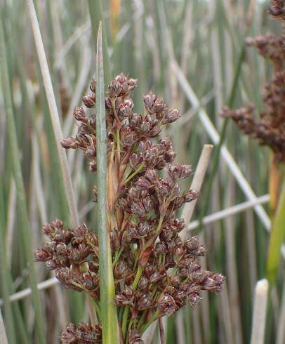 Fotografia de capa Juncus maritimus - do Jardim Botânico