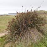 Fotografia 14 da espécie Juncus maritimus do Jardim Botânico UTAD