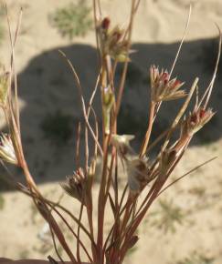 Fotografia da espécie Juncus bufonius