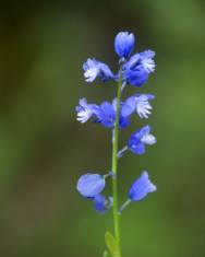 Fotografia da espécie Polygala vulgaris