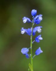 Polygala vulgaris