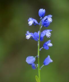 Fotografia da espécie Polygala vulgaris