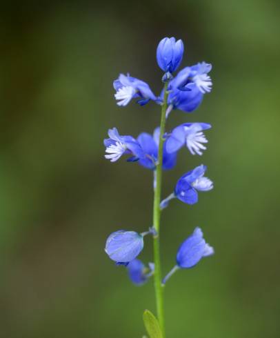 Fotografia de capa Polygala vulgaris - do Jardim Botânico