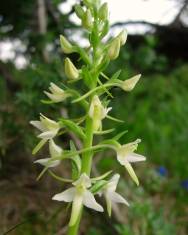 Fotografia da espécie Platanthera bifolia