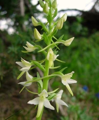 Fotografia de capa Platanthera bifolia - do Jardim Botânico