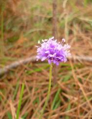 Succisa pinnatifida