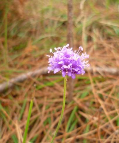 Fotografia de capa Succisa pinnatifida - do Jardim Botânico