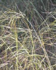 Fotografia da espécie Stipa lagascae