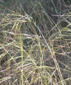 Fotografia da espécie Stipa lagascae