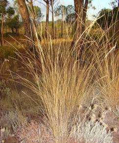 Fotografia da espécie Stipa bromoides