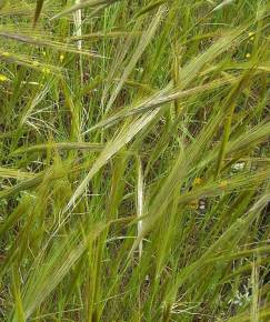 Fotografia da espécie Stipa capensis