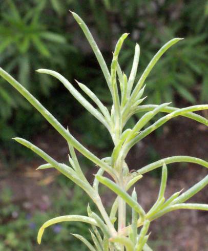 Fotografia de capa Suaeda splendens - do Jardim Botânico