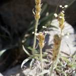 Fotografia 10 da espécie Plantago albicans do Jardim Botânico UTAD