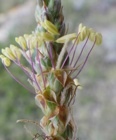 Fotografia de capa Plantago albicans - do Jardim Botânico