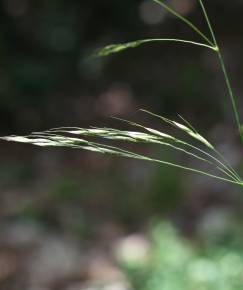 Fotografia da espécie Piptatherum paradoxum