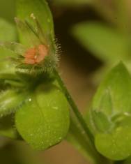 Fotografia da espécie Stellaria pallida