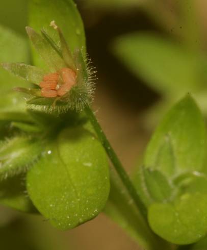 Fotografia de capa Stellaria pallida - do Jardim Botânico