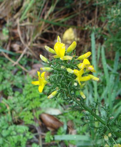 Fotografia de capa Stauracanthus boivinii - do Jardim Botânico