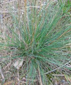 Fotografia da espécie Festuca trichophylla