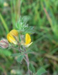 Lotus hispidus