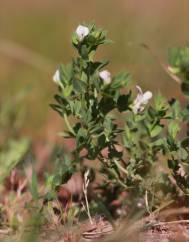 Lotus conimbricensis