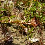 Fotografia 8 da espécie Ludwigia palustris do Jardim Botânico UTAD