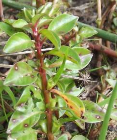 Fotografia da espécie Ludwigia palustris