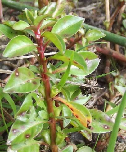 Fotografia de capa Ludwigia palustris - do Jardim Botânico