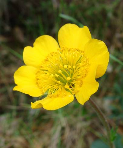 Fotografia de capa Geum sylvaticum - do Jardim Botânico