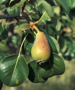 Fotografia da espécie Pyrus bourgaeana