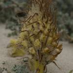 Fotografia 8 da espécie Orobanche densiflora do Jardim Botânico UTAD