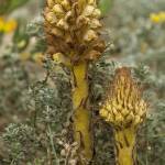 Fotografia 16 da espécie Orobanche densiflora do Jardim Botânico UTAD