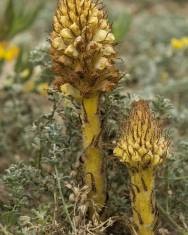 Fotografia da espécie Orobanche densiflora