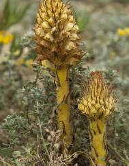 Orobanche densiflora