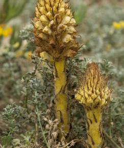 Fotografia da espécie Orobanche densiflora