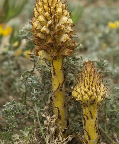 Fotografia de capa Orobanche densiflora - do Jardim Botânico