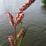 Fotografia 14 da espécie Polygonum lapathifolium do Jardim Botânico UTAD