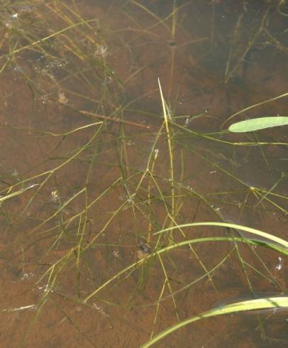 Fotografia de capa Potamogeton trichoides - do Jardim Botânico