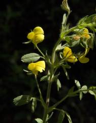 Ononis pusilla subesp. pusilla