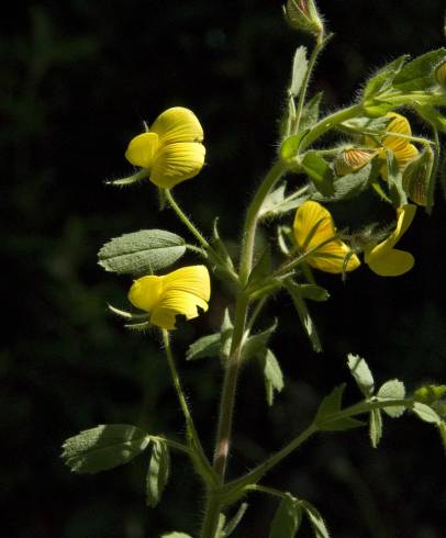 Fotografia de capa Ononis pusilla subesp. pusilla - do Jardim Botânico