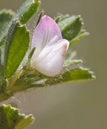 Fotografia de capa Ononis reclinata subesp. reclinata - do Jardim Botânico