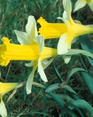 Fotografia da espécie Narcissus pseudonarcissus subesp. nobilis