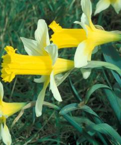 Fotografia da espécie Narcissus pseudonarcissus